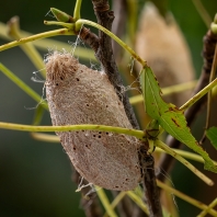 Actias mimosae