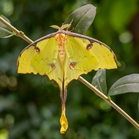 Actias mimosae