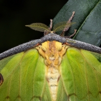 Actias mimosae