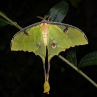 Actias mimosae