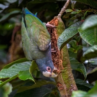 amazónek běločelý - Pionus senilis