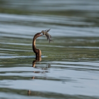 anhinga africká - Anhinga rufa