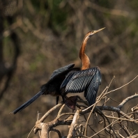 anhinga africká - Anhinga rufa