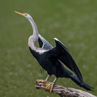 anhinga rezavá - Anhinga melanogaster