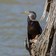 anhinga rezavá - Anhinga melanogaster