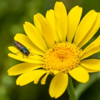 Anthaxia suzannae