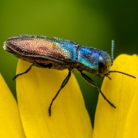 Anthaxia suzannae