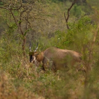 antilopa losí - Taurotragus oryx