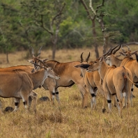 antilopa losí - Taurotragus oryx