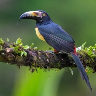 arassari pestrý - Pteroglossus torquatus