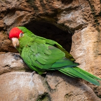 aratinga andský - Psittacara frontatus