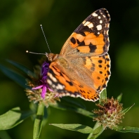 babočka bodláková - Vanessa cardui