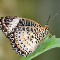 babočka cyanská - Cethosia cyane