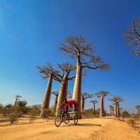 Baobab alley