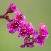 bergenie srdčitá - Bergenia cordifolia