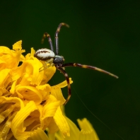 běžník kopretinový - Misumena vatia