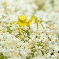 běžník kopretinový - Misumena vatia