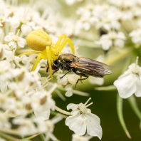 běžník kopretinový - Misumena vatia