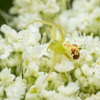 běžník kopretinový - Misumena vatia