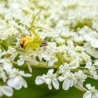 běžník kopretinový - Misumena vatia