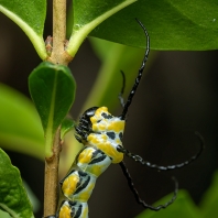 Brahmaea hearseyi