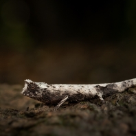 brokesie trnitá - Brookesia stumpffi