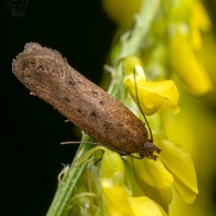 Bryotropha terrella