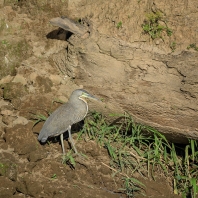 bukač proužkovaný - Tigrisoma fasciatum