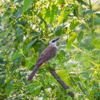 bulbul žlutořitý - Pycnonotus goiavier