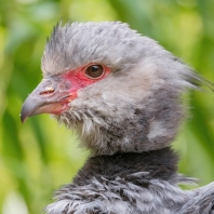 čája obojková - Chauna torquata