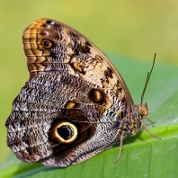 Caligo memnon