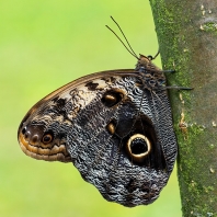 Caligo telamonius memnon