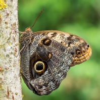 Caligo telamonius memnon