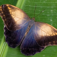 Caligo telamonius memnon