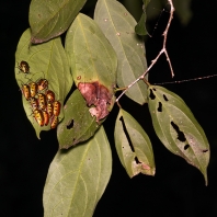 Calliphara nobilis