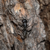 Camponotus vagus