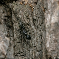 Camponotus vagus