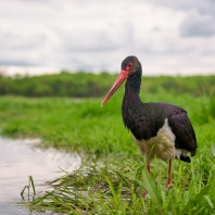 čáp černý - Ciconia nigra