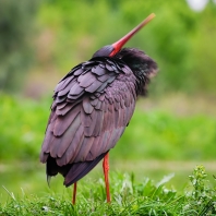 čáp černý - Ciconia nigra