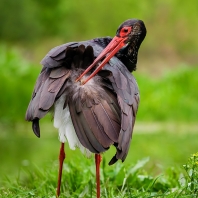 čáp černý - Ciconia nigra