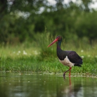 čáp černý - Ciconia nigra