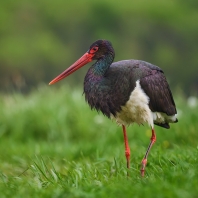 čáp černý - Ciconia nigra