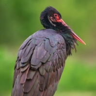 čáp černý - Ciconia nigra