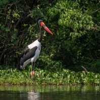 čáp sedlatý - Ephippiorhynchus...