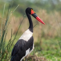 čáp sedlatý - Ephippiorhynchus...