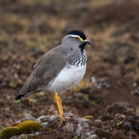 čejka etiopská - Vanellus melanocephalus