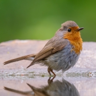 červenka obecná - Erithacus rubecula