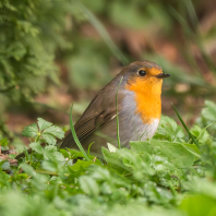 červenka obecná - Erithacus rubecula