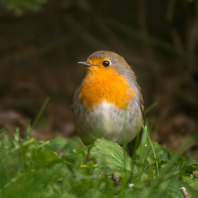 červenka obecná - Erithacus rubecula