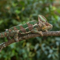 chameleon jemenský - Chamaeleo calyptratus